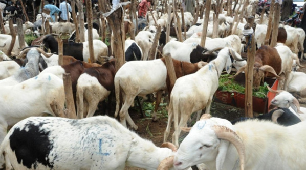 Après trois jours de travail: Le berger disparaît avec les 200 moutons de son employeur