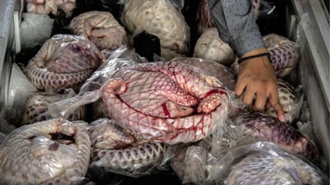 Le pangolin, une viande très appréciée au Gabon