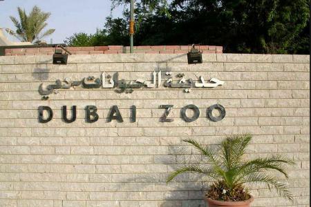 Ils ont fait manger un chat par des chiens: ils sont condamnés à nettoyer le zoo de Dubaï