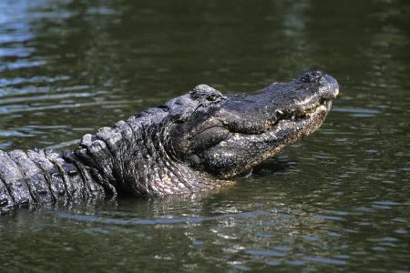 Un pasteur qui voulait montrer comment Jésus marchait sur l'eau s'est fait dévorer par trois crocodiles