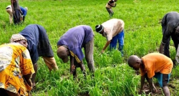 Financement: L’agriculture a reçu 156,6 milliards de FCfa en 2016