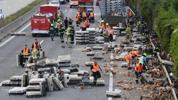 Autriche: des milliers de poules bloquent une autoroute