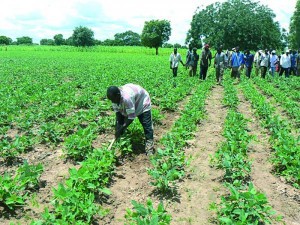 Oumar Sané, Dg de l’Agriculture : « Les pluies de fin de l’hivernage sont bénéfiques aux cultures »