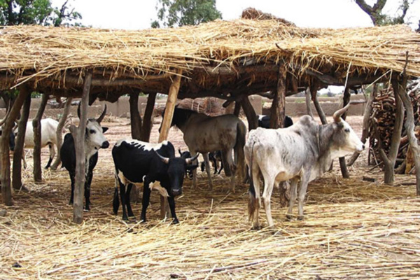 Mbacké: Un foirail attaqué par une bande de malfaiteurs