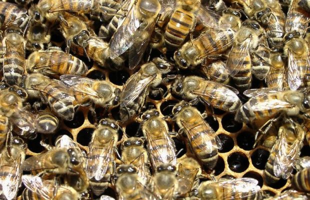 Diourbel – Des abeilles envahissent un village pour ensuite tuer…