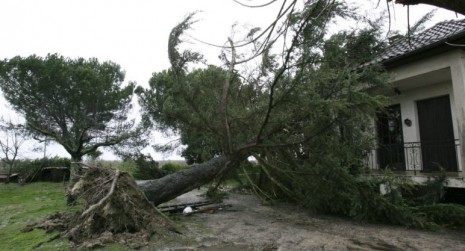 Kédougou: Un arbre s’affaisse et tue deux personnes sur le coup