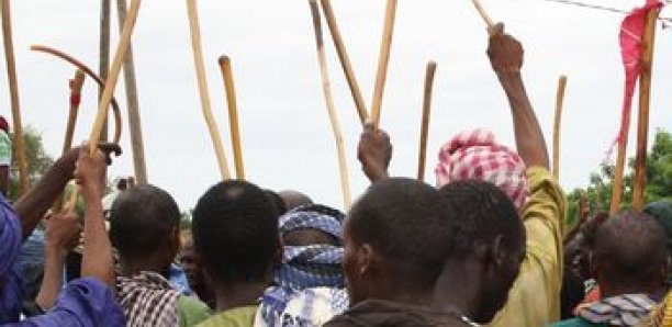 Île à Morphil : Un mort dans des affrontements entre agriculteurs et éleveurs