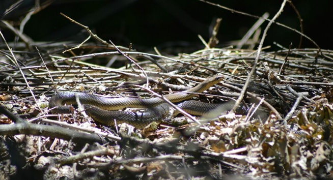 Un serpent au système d’écailles atypique découvert dans le nord du Vietnam