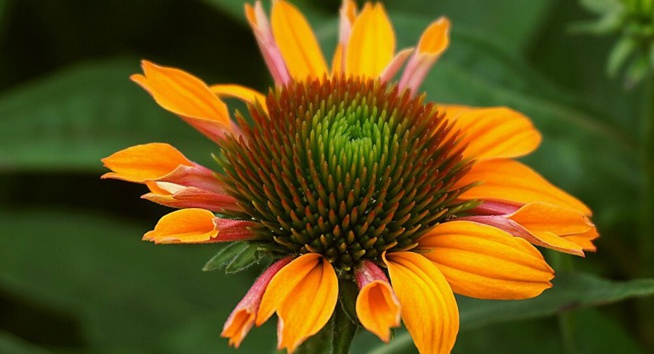 Une fleur vieille de 90 millions d’années découverte dans de l’ambre birman – images