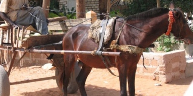 Touba - Un charretier surpris sur un bébé de 02 ans