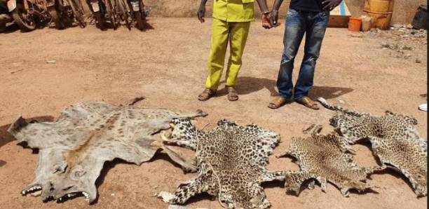 Kédougou: 6 mois pour les deux braconniers condamnés pour trafic faunique