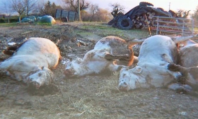 Khombole : un berger perd une trentaine de vaches par intoxication alimentaire