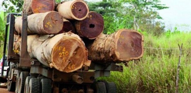 Trafic transfrontalier : 8 coupeurs de bois arrêtés en Casamance