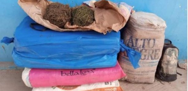 Bignona : Plus de 874 kg de chanvre indien saisis et 04 personnes à Niaffrang