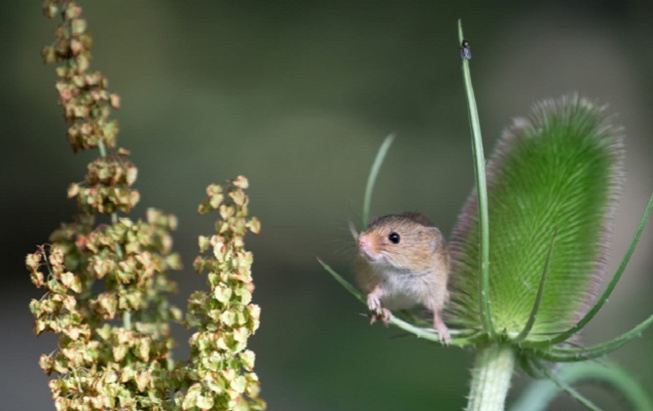 Saint-Louis -Lutte contre les rongeurs rizicoles : 24 265 tonnes de riz perdues en 2019-2020