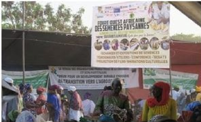 Promotion de l’agro-écologie en Afrique de l’ouest : Djimini ou le refus d’un néocolonialisme par le biais de la semence