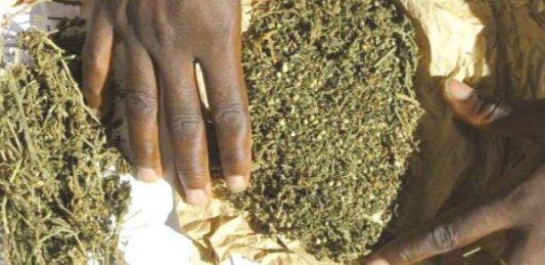 Offre ou cession de drogue : Trois mois ferme pour le marchand ambulant Y. Diop