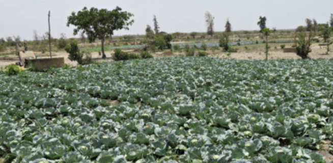 Diender: L’agriculture biologique prend ses marques