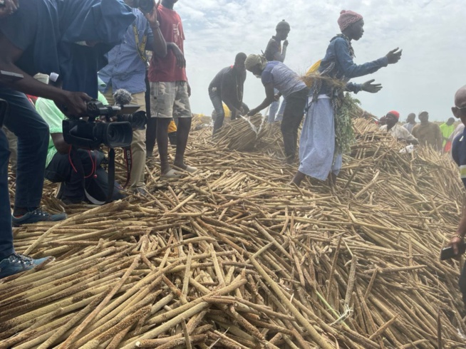 Khelcome 2022 en images des récoltes avec le Dieuwrigne Cheikh Amar dans les champs de Serigne Saliou