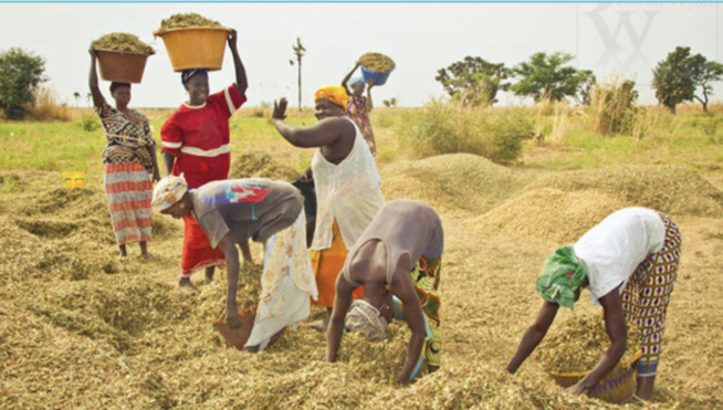 Développement de l’agriculture au Sénégal : Les pertes post-récoltes estimées à 40%, pourraient atteindre un taux de 70 à 80%