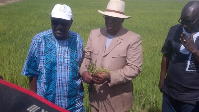 Macky Sall: « Nous ne voulons plus importer même un kg de riz à partir de 2017″