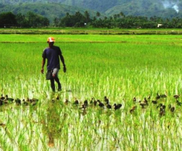 Production rizicole : Sédhiou première région avec 357 mille tonnes durant la campagne 2022-2023