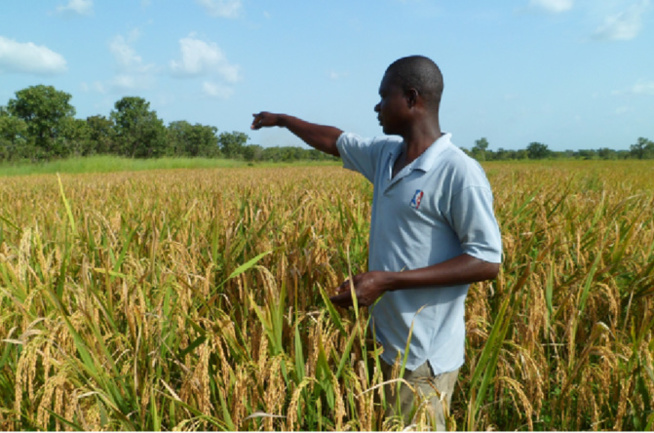 Agriculture : Amadou Bâ reconnaît l’échec de la production agricole en 2022