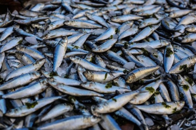 Mbour Rareté du poisson : La caisse de sardinelle passe 7 000 à 30000 FCFA