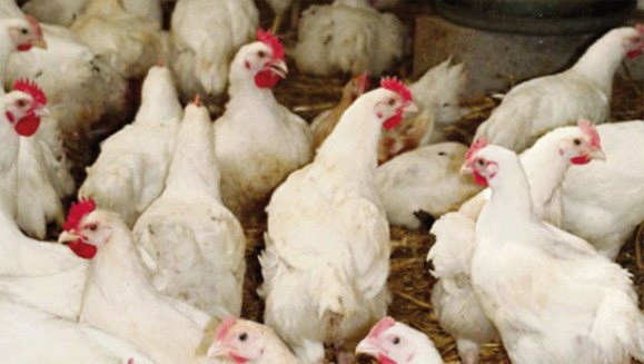 Polémique sur la grippe aviaire : Le secteur avicole expose un bilan de vente de 11 millions de poulets