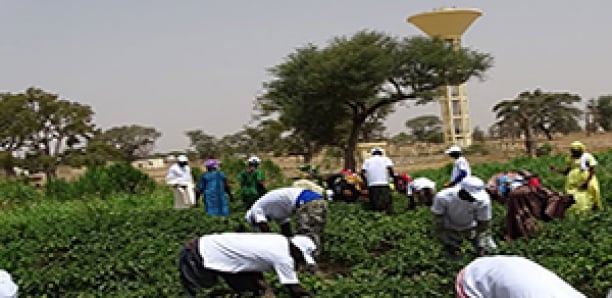 Louga / Lutte pour la sécurité alimentaire : La Commune de Niomré abrite la journée de lancement