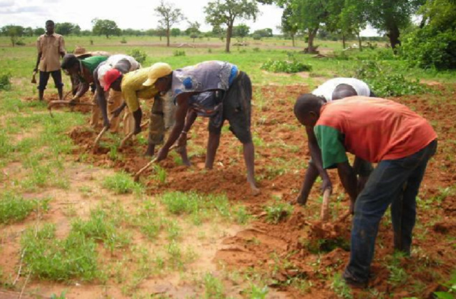 Sédhiou-la première pluie arrose les 3 départements : Prémisses ou installation effective, le coaching des producteurs attendu !