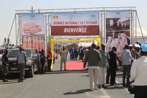 Le Président Macky Sall préside la première édition de la journée nationale de l'élevage