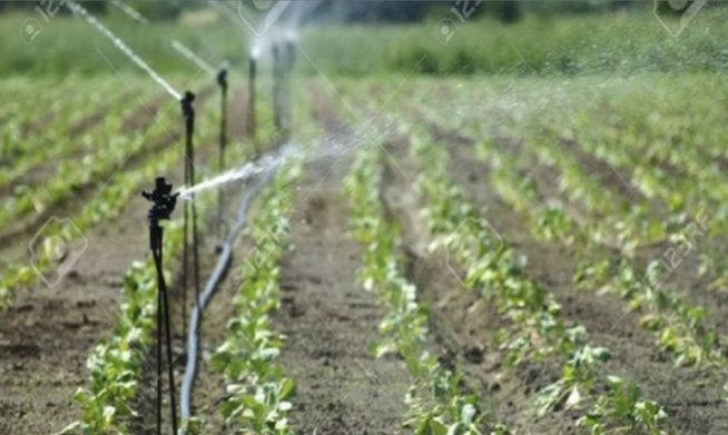 Campagne agricole : Abdoul Mbaye pour un retour aux semences certifiées