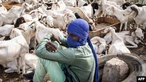 Dakar : Les Émeutes Meurtrières Brident L’arrivée Des Moutons De Tabaski