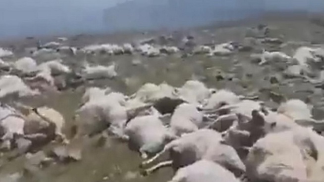 Feu de brousse dans la commune de Mbolo Birane : 160 moutons tués à Bilé Galoya