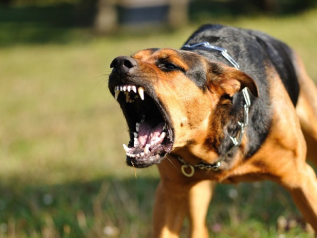 Nianing : Un carreleur fait face à un chien méchant et son maître, l’affaire atterrit au Tribunal