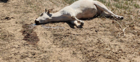 Quatre vaches et un singe retrouvés morts, près des locaux d’une société minière