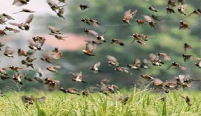 Saint-Louis : Des champs de riz menacés parles oiseaux granivores