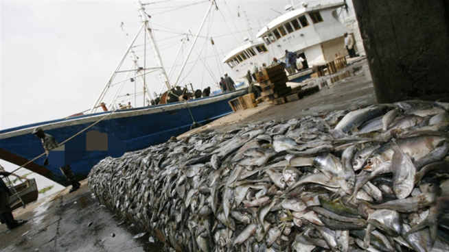 Vers une Pêche Transparente et Durable : Le Ministère des Pêches affiche les Chiffres de la DPSP