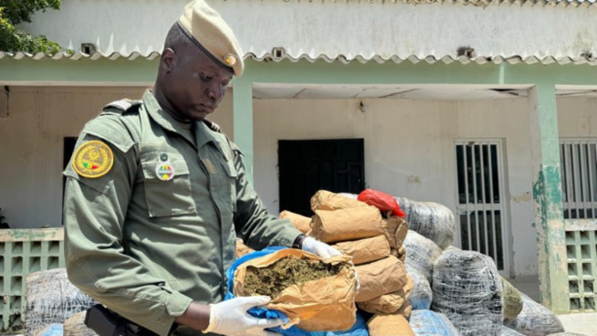 Djifère: 845 kg de chanvre indien saisis par la Brigade fluviomaritime des Douanes de Fimela (Photos)