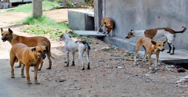 Hann-Marinas : la chasse aux chiens errants ayant attaqué des moutons tourne mal