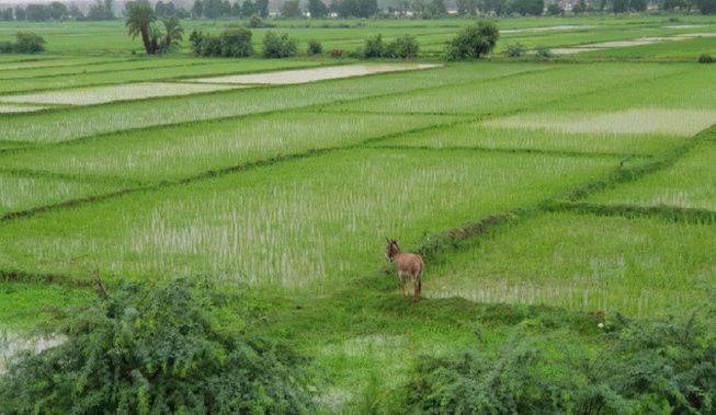 Podor- Des centaines d’hectares de riz emportés par les eaux : Les riziculteurs laissés avec leurs pertes