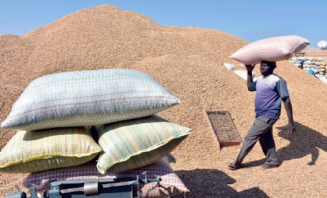 Baisse de la production nationale d’arachide et tension sur le marché des oléagineux (Kadialy Gassama, Economiste)