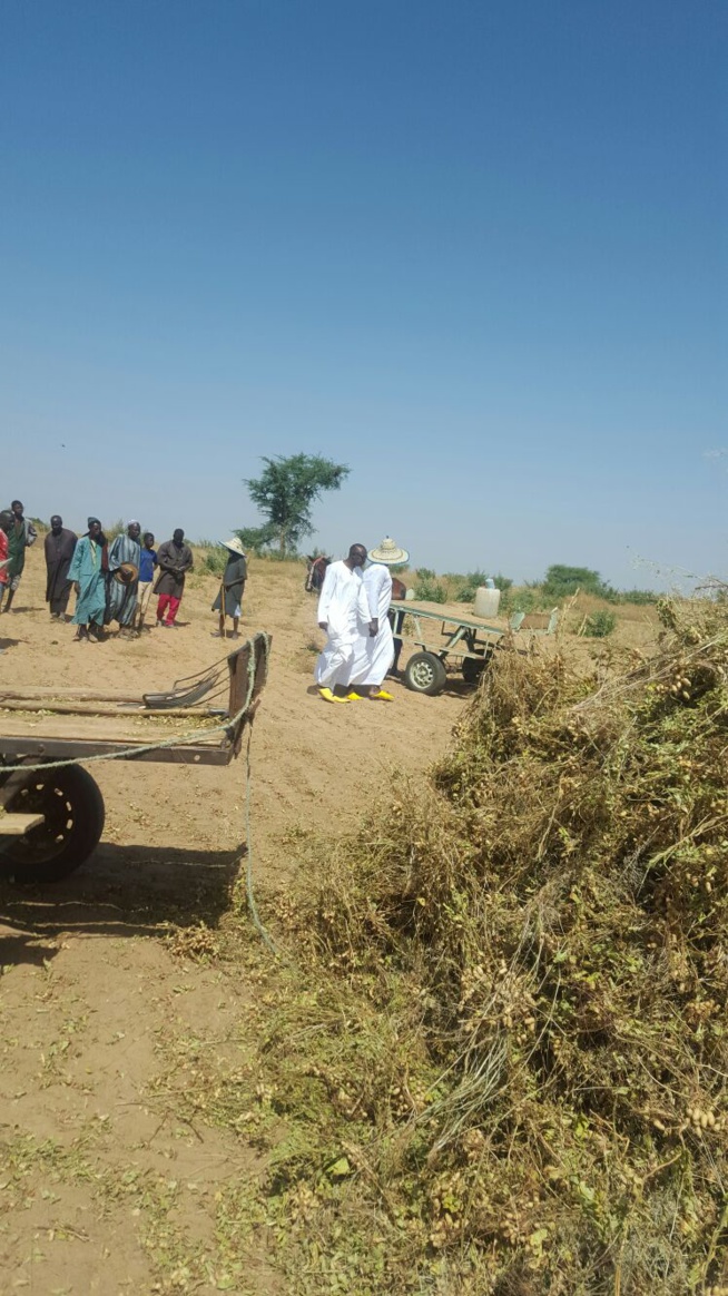 IMAGES: Serigne Djily Fatah en visite dans ses champs à Hosnoul Mahab 3 Ndindy.