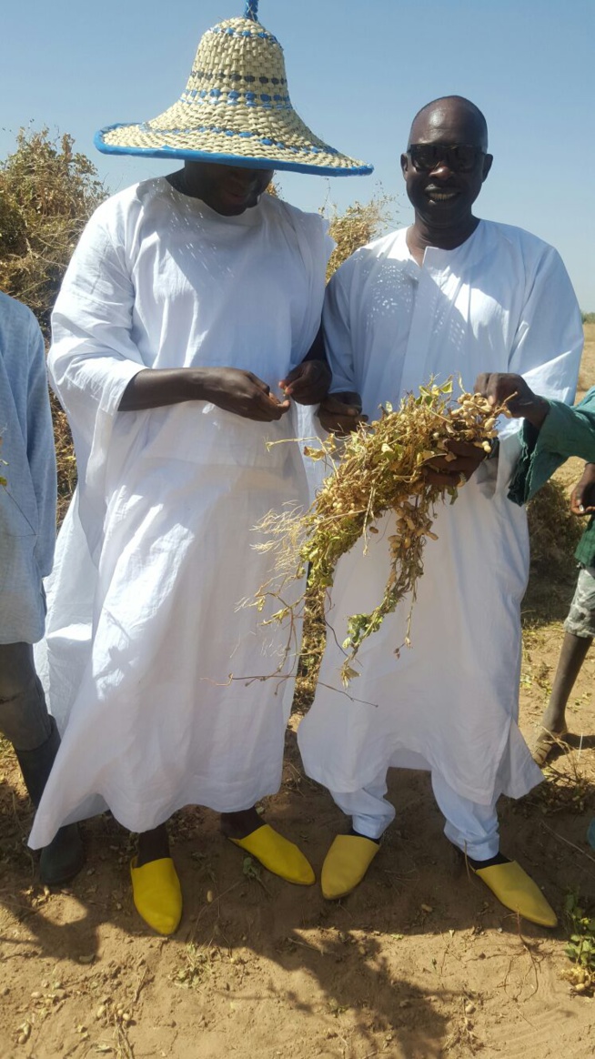 IMAGES: Serigne Djily Fatah en visite dans ses champs à Hosnoul Mahab 3 Ndindy.