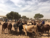 Gamou Tivaoune 2015: L'homme d'affaire Aziz Ndiaye offre des bœufs aux chefs religieux de la ville sainte de Tivaoune.