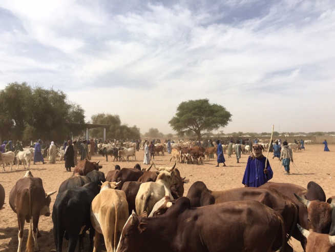 Gamou Tivaoune 2015: L'homme d'affaire Aziz Ndiaye offre des bœufs aux chefs religieux de la ville sainte de Tivaoune.