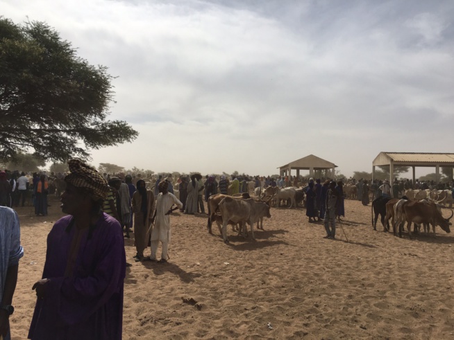 Gamou Tivaoune 2015: L'homme d'affaire Aziz Ndiaye offre des bœufs aux chefs religieux de la ville sainte de Tivaoune.