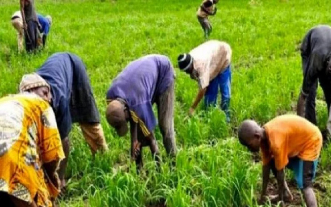 Kolda en modèle: Contre le chômage et l’émigration irrégulière, les populations de Sinthiang Ousmane font de la riziculture leur cheval de bataille