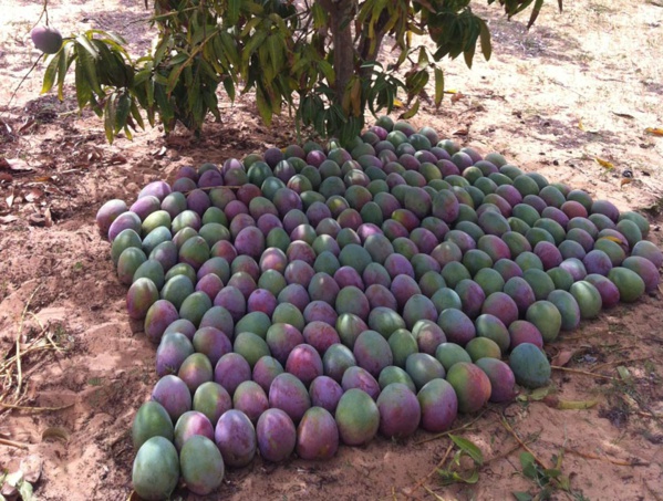 Améliorer la compétitivité de la mangue : Un pari pour le Sénégal